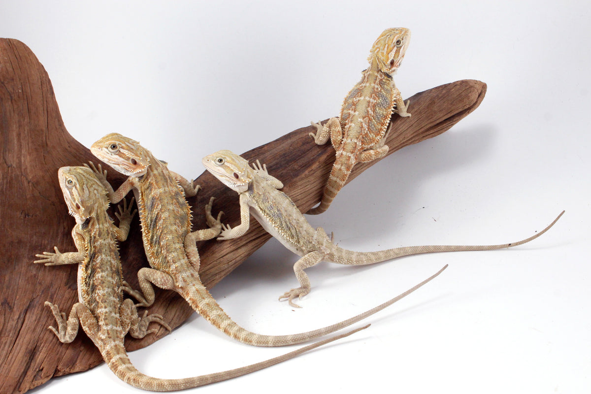 Hypo Tiger Bearded Dragon
