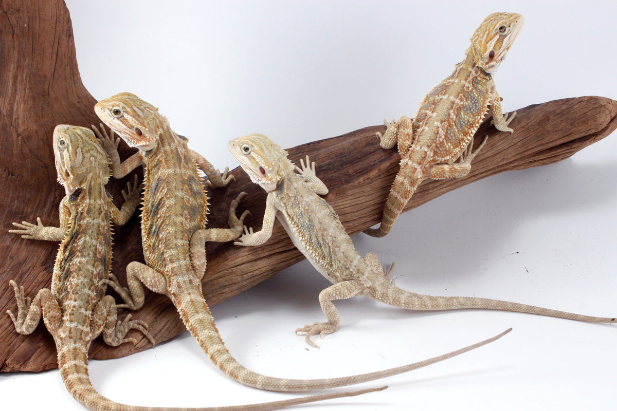 Hypo Tiger Bearded Dragon