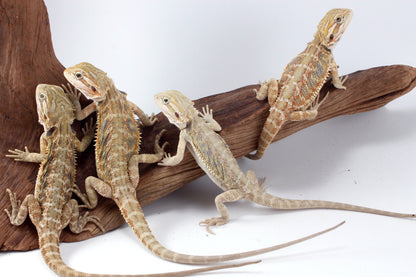 Hypo Tiger Bearded Dragon