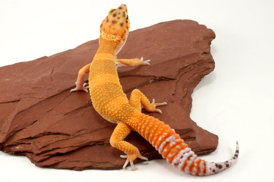 Tangerine Tornado Leopard Gecko