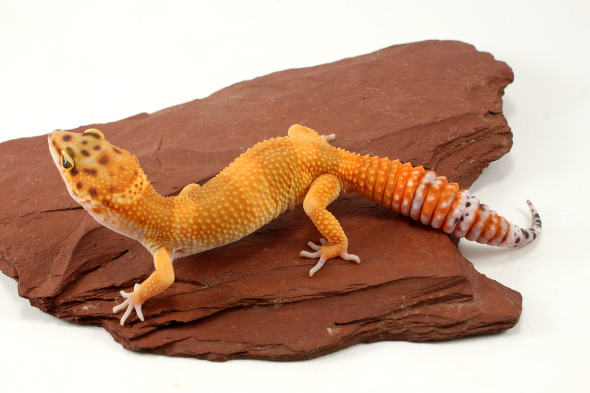 Tangerine Tornado Leopard Gecko