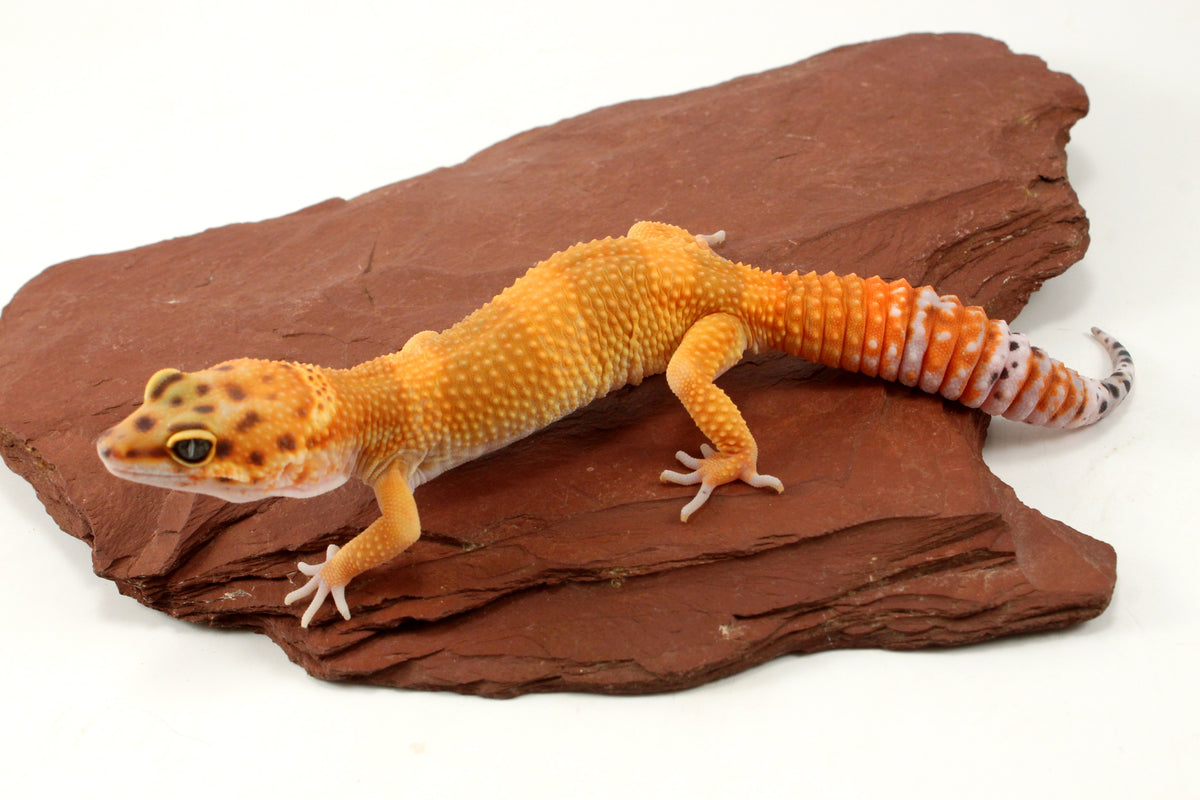 Tangerine Tornado Leopard Gecko
