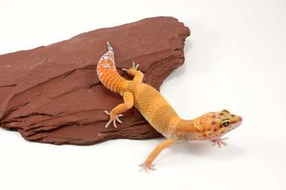 Tangerine Tornado Leopard Gecko