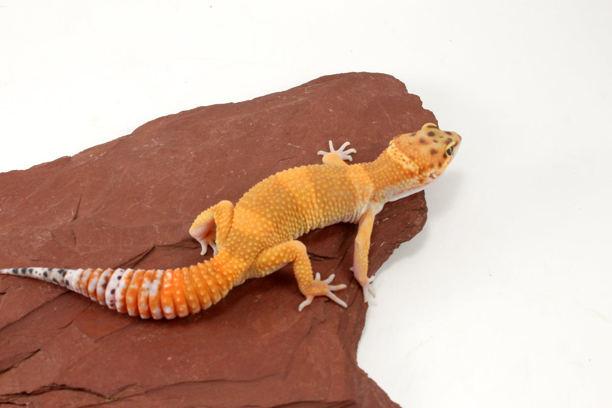 Tangerine Tornado Leopard Gecko