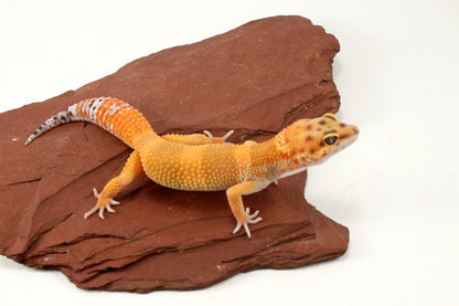 Tangerine Tornado Leopard Gecko