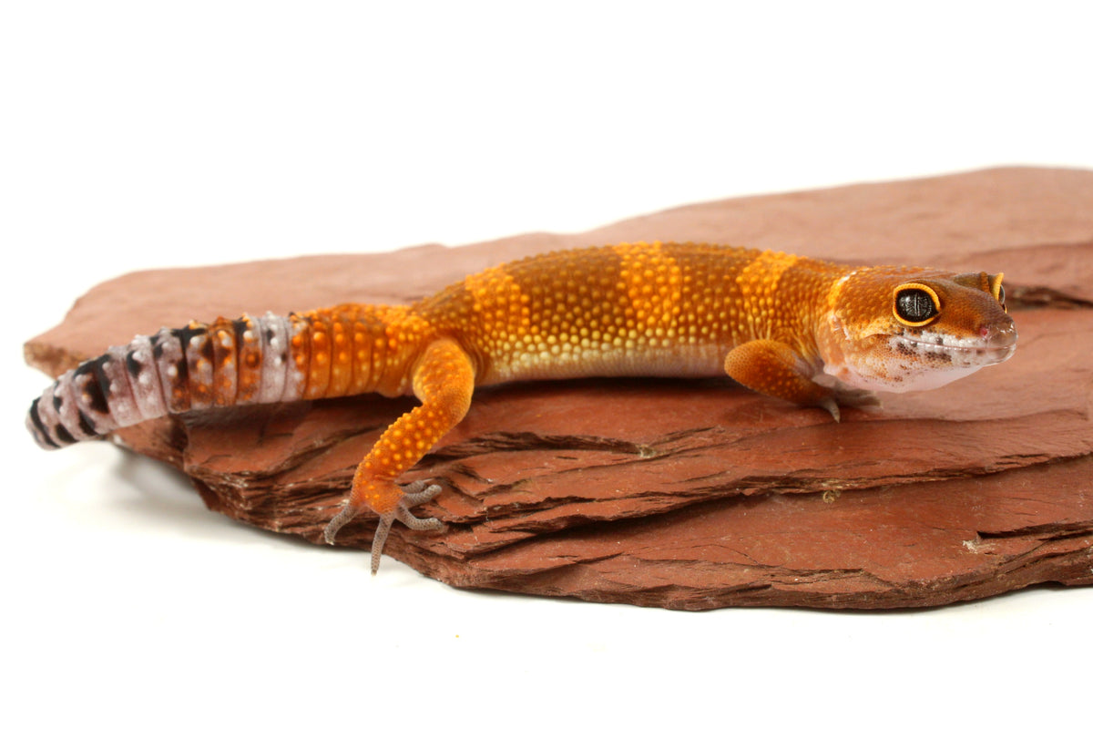 Tangerine Tornado Leopard Gecko