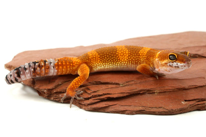 Tangerine Tornado Leopard Gecko