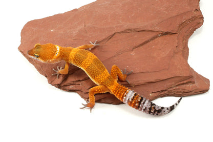Tangerine Tornado Leopard Gecko