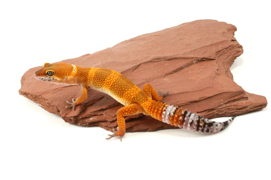 Tangerine Tornado Leopard Gecko