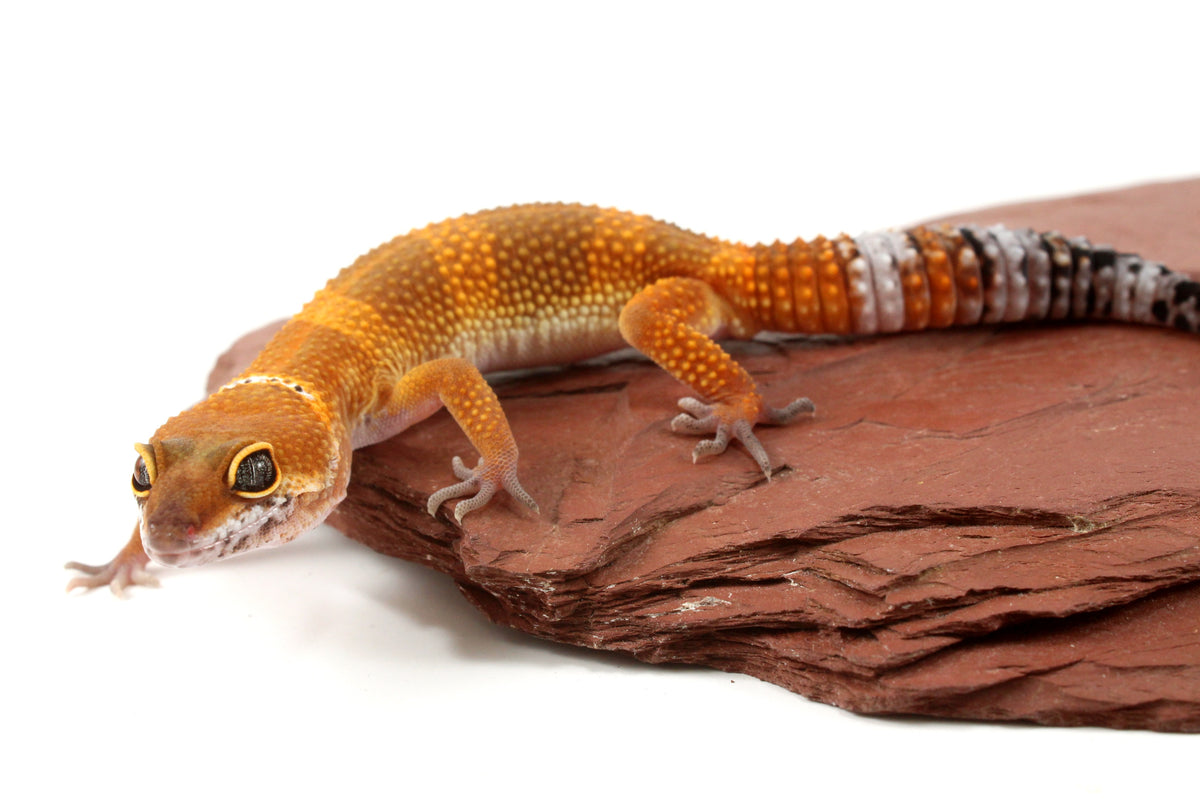 Tangerine Tornado Leopard Gecko