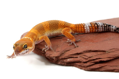 Tangerine Tornado Leopard Gecko