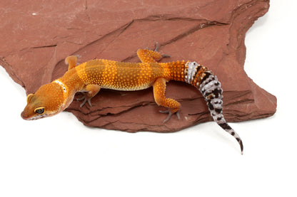 Tangerine Tornado Leopard Gecko
