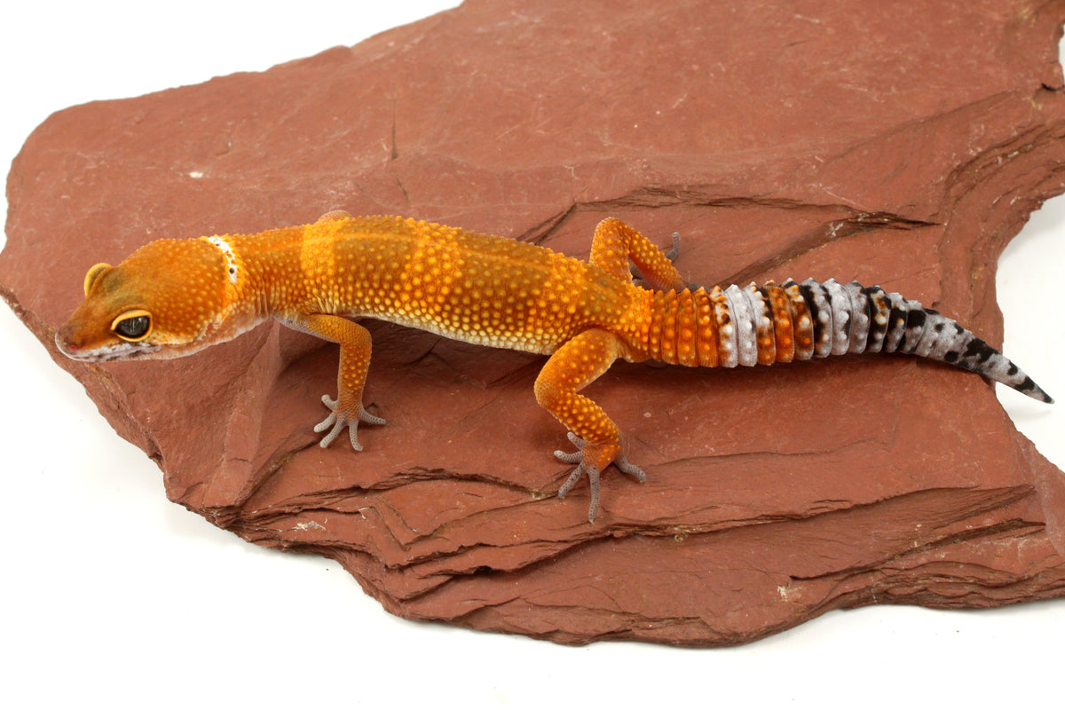 Tangerine Tornado Leopard Gecko