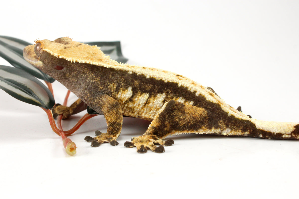 Chocolate Extreme Harlequin Crested Gecko