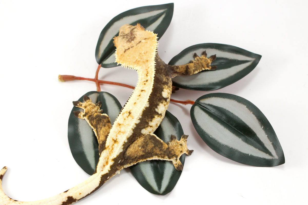 Chocolate Extreme Harlequin Crested Gecko
