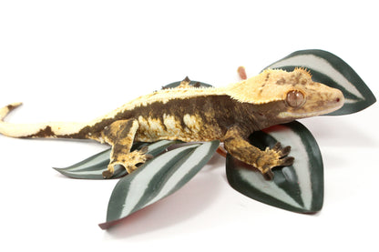 Chocolate Extreme Harlequin Crested Gecko
