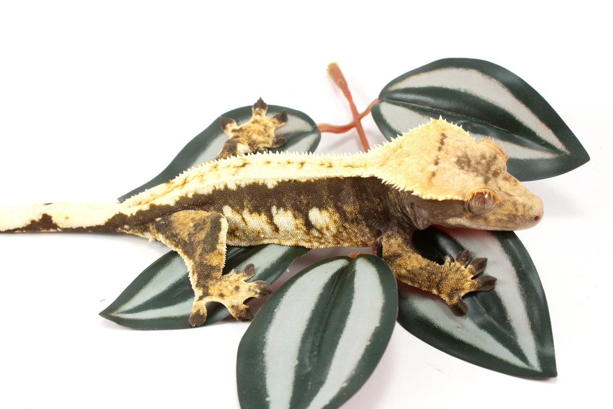 Chocolate Extreme Harlequin Crested Gecko