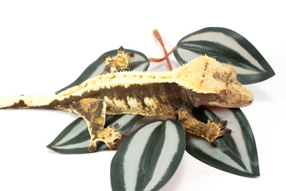 Chocolate Extreme Harlequin Crested Gecko