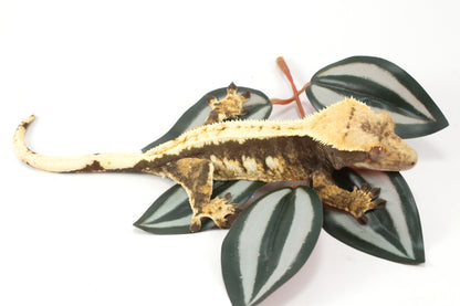 Chocolate Extreme Harlequin Crested Gecko