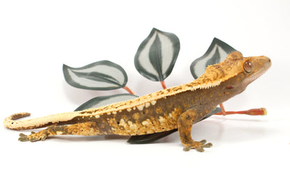 Splotched Tangerine Tricolor Crested Gecko