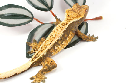 Splotched Tangerine Tricolor Crested Gecko