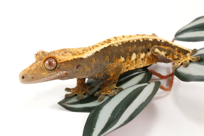 Splotched Tangerine Tricolor Crested Gecko