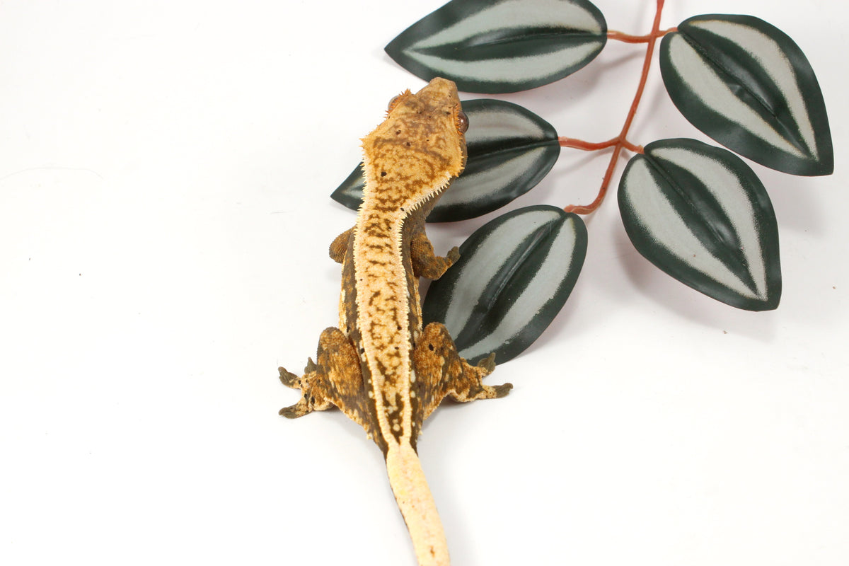 Splotched Tangerine Tricolor Crested Gecko
