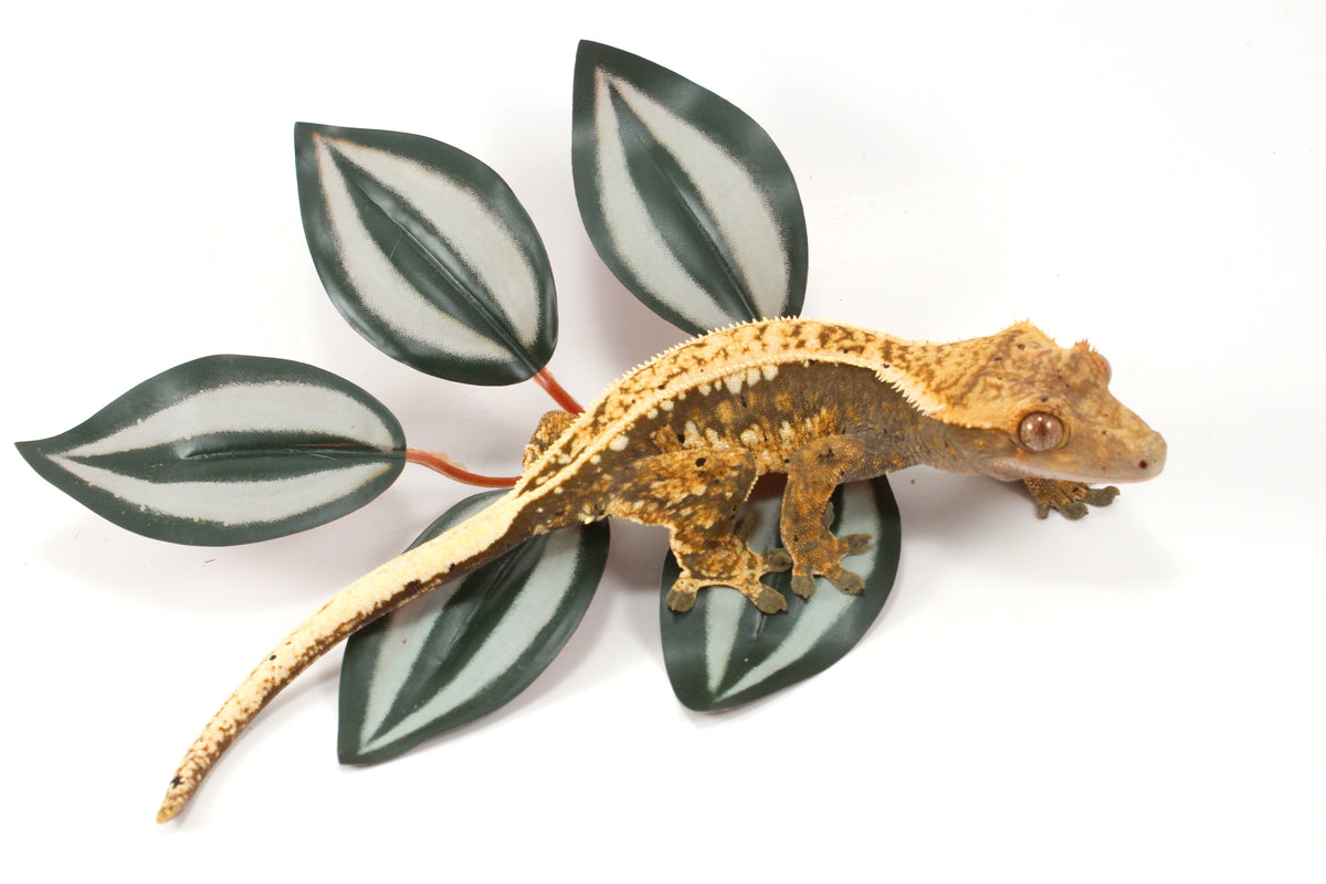 Splotched Tangerine Tricolor Crested Gecko