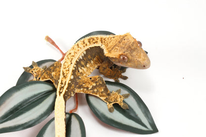 Splotched Tangerine Tricolor Crested Gecko