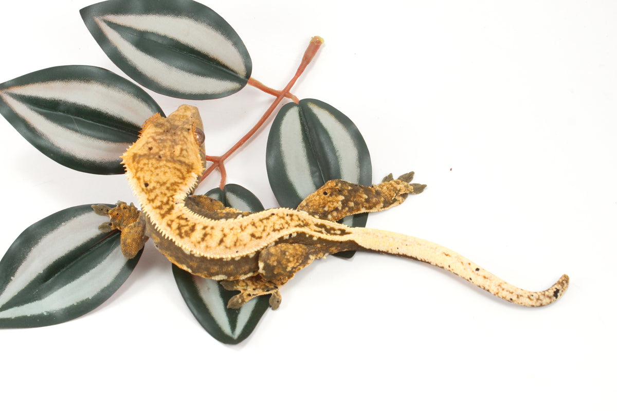 Splotched Tangerine Tricolor Crested Gecko
