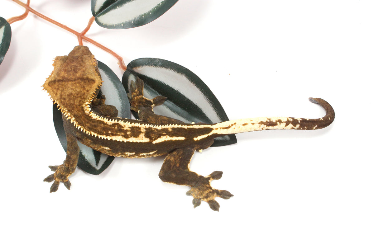 Chocolate Flame Crested Gecko