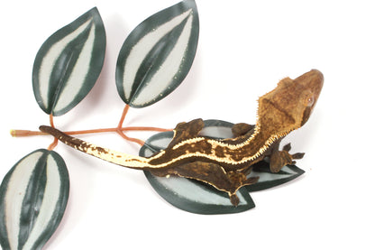 Chocolate Flame Crested Gecko