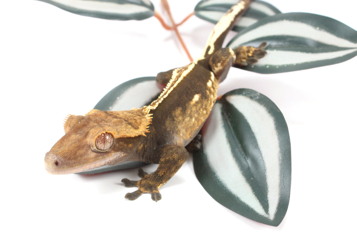 Chocolate Flame Crested Gecko