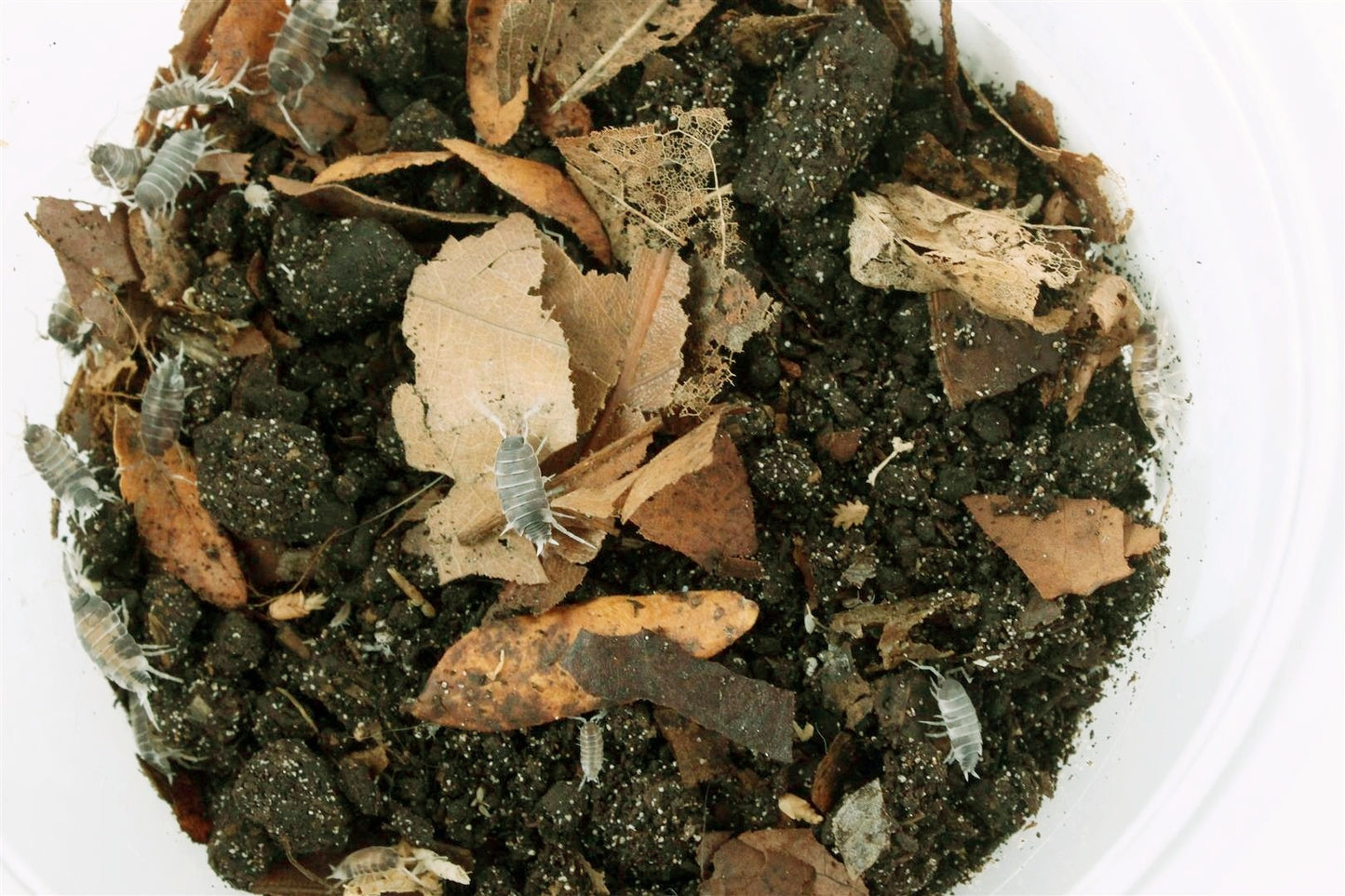 Isopods (Powder Oreo Crumble)