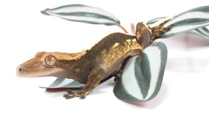 Chocolate Flame Crested Gecko