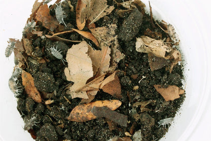 Isopods (Powder Oreo Crumble)