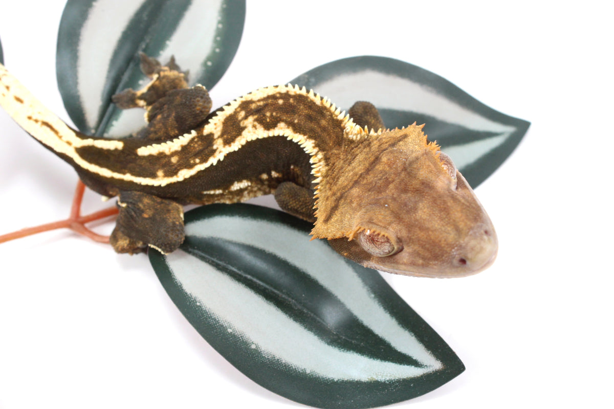Chocolate Flame Crested Gecko