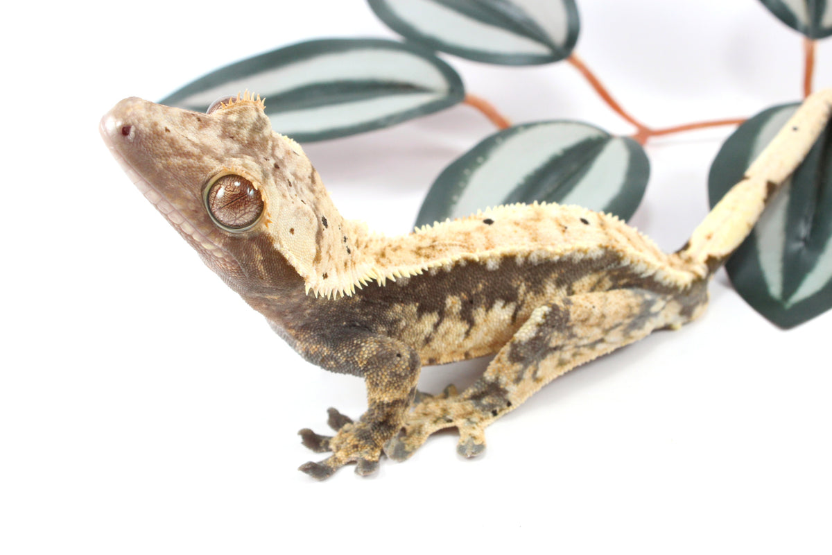 Extreme Harlequin Dalmatian Crested Gecko