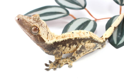 Extreme Harlequin Dalmatian Crested Gecko