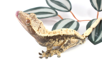 Extreme Harlequin Dalmatian Crested Gecko