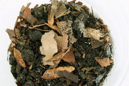 Isopods (Powder Oreo Crumble)
