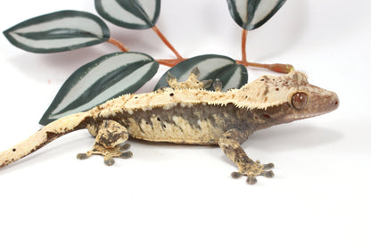 Extreme Harlequin Dalmatian Crested Gecko
