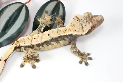 Extreme Harlequin Dalmatian Crested Gecko