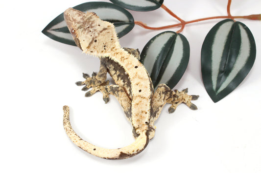 Extreme Harlequin Dalmatian Crested Gecko