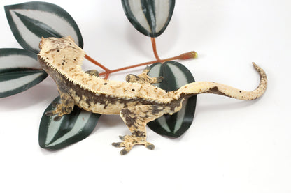 Extreme Harlequin Dalmatian Crested Gecko