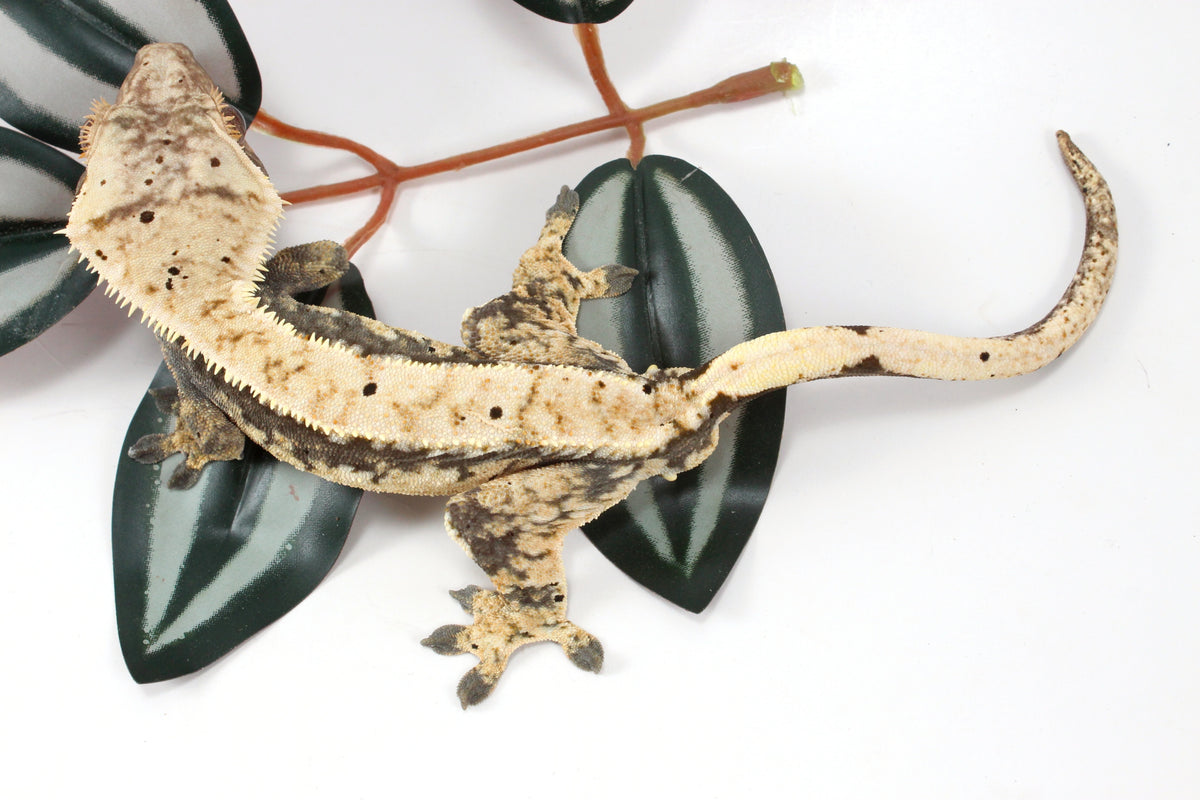 Extreme Harlequin Dalmatian Crested Gecko