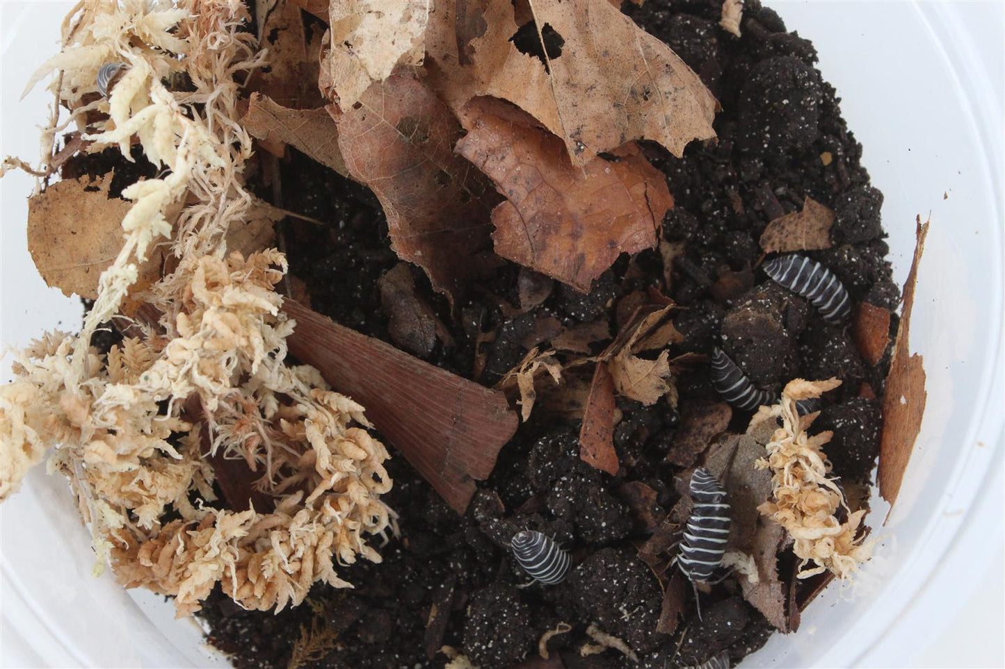 Isopods (Zebras)