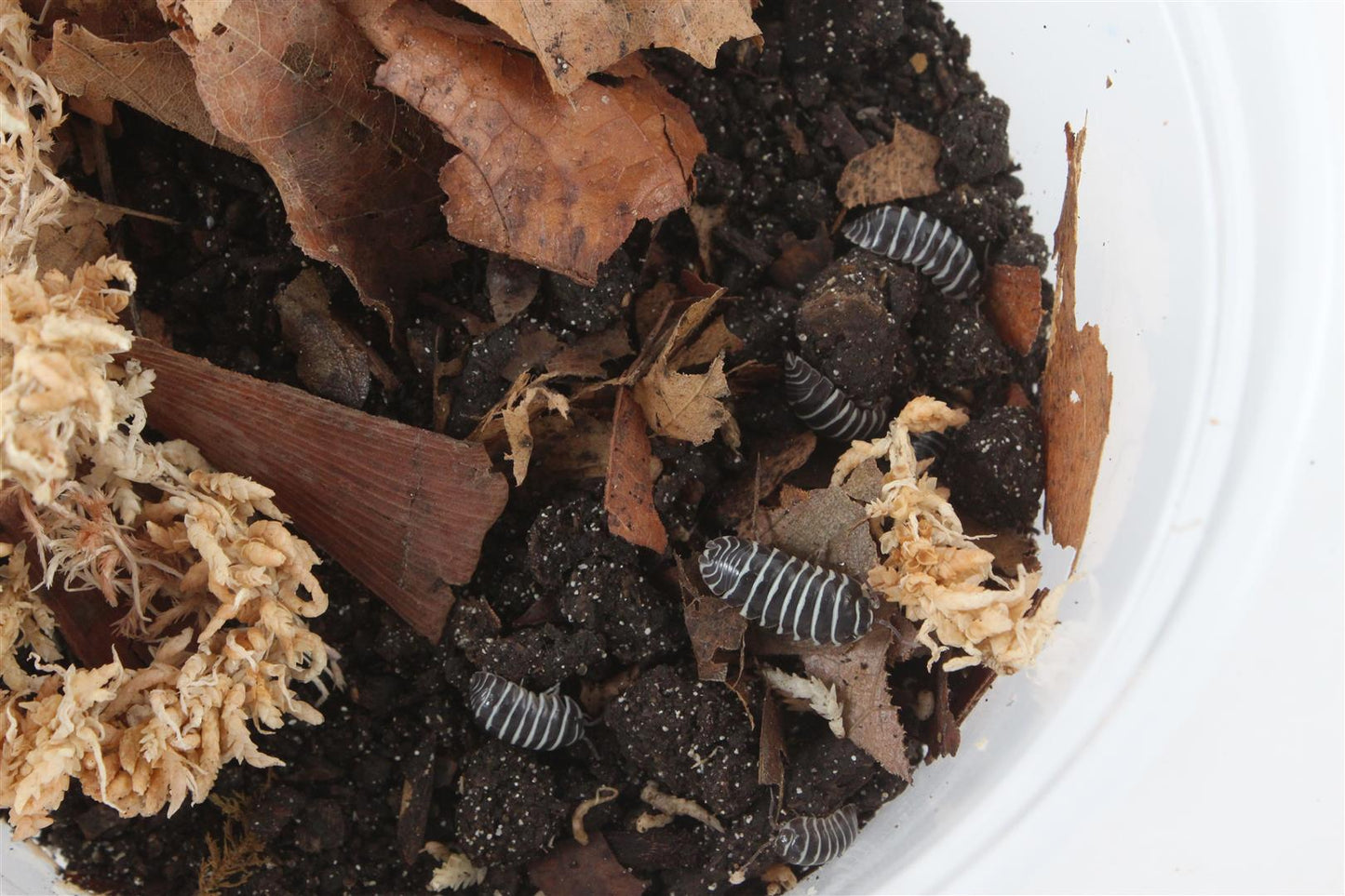 Isopods (Zebras)