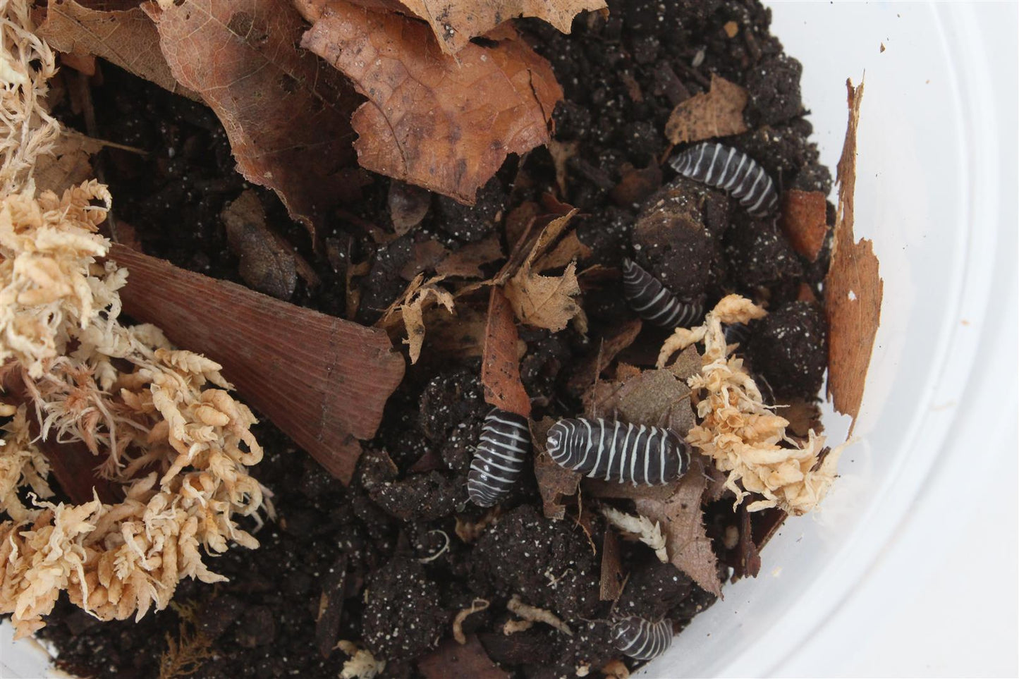 Isopods (Zebras)