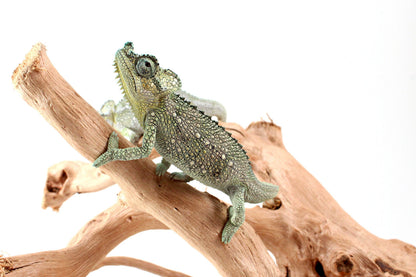CB Helmeted Chameleon